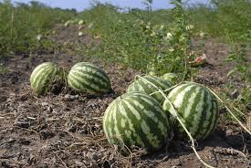 Pasteque plante