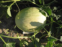 Culture Melon blanc
