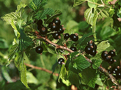 Le Cassissier