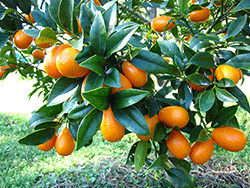 Kumquatier