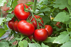 Plant de tomates