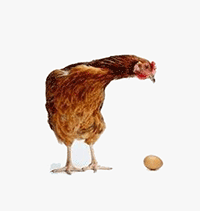 poule et son œuf