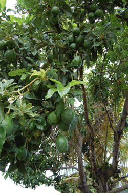 L'arbre de l'avocat