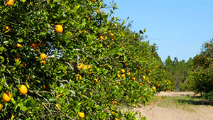 Orangeraie