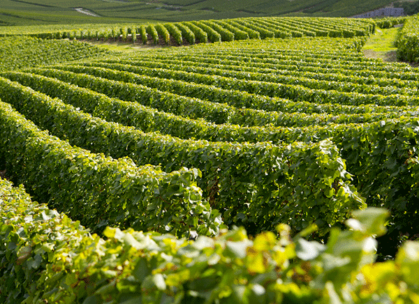 Paysage vignes