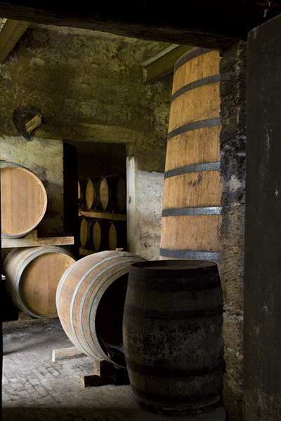 Aging cellars - oak barrels