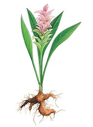 Curcuma plante