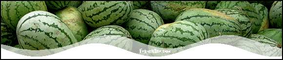 Melon blanc