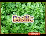 Basilic