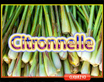 Citronnelle