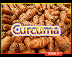 Curcuma