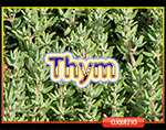 Thym